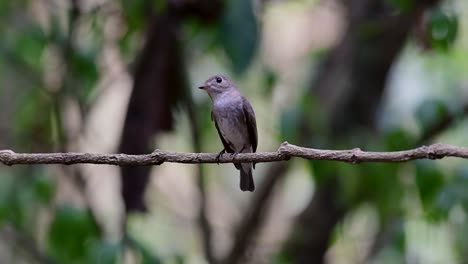the asian brown flycatcher is a small passerine bird breeding in japan, himalayas, and siberia