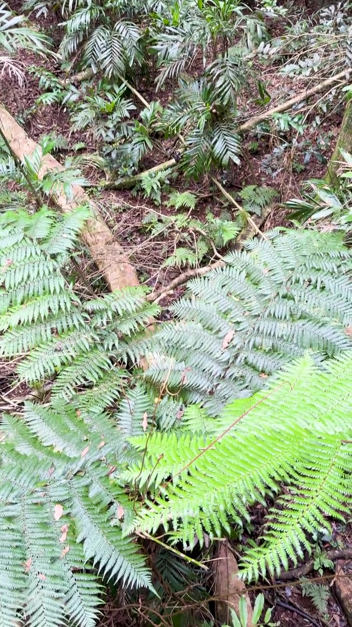 La cámara se mueve hacia abajo a través de una densa selva tropical, destacando vibrantes especies de helechos y árboles imponentes.