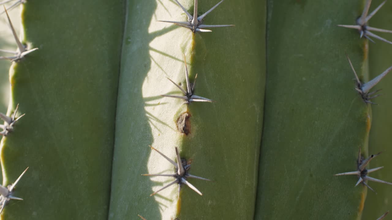 Close up green cactus with yellow spines within a desert environment, city park in Barcelona, Montjuic. African background