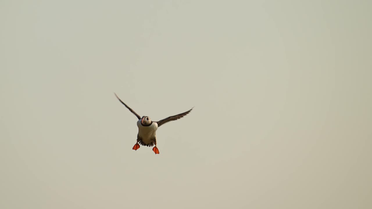 Slow Motion Puffin Flying with Sky, Atlantic Puffin In Flight Flying Fast and Flapping Wings in the Air, UK Bird Flying in Slow Motion on Skomer Island