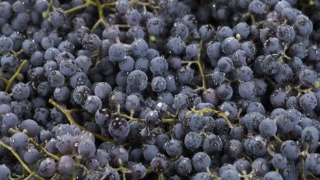 vertical panorama of a heap of fresh grapes in drops of water