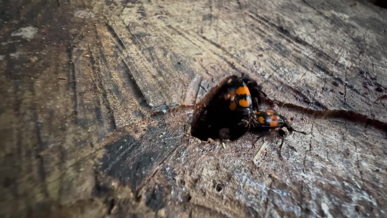 Burying beetles (Nicrophorus marginatus) moving around a small hole in a stump