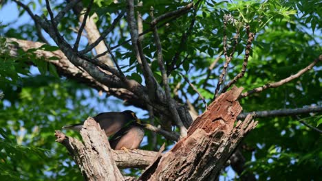 Gemeinsame-Mynas-Und-White-vented-Myna,-Acridotheres-Tristis,-Khao-Yai,-Thailand