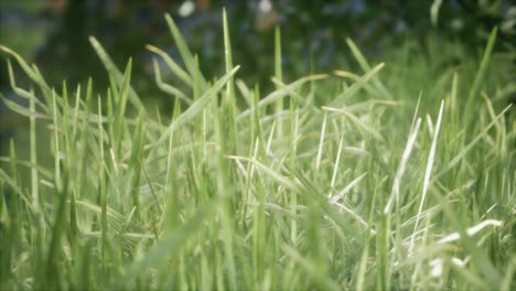 fresh green grass on the forest