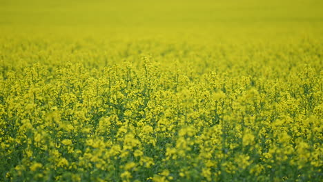 rape land in countryside in hungary