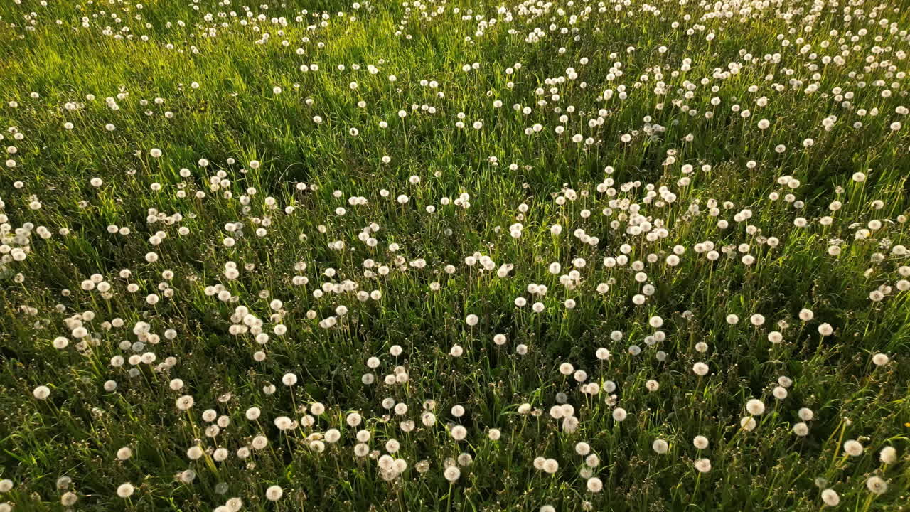 뒤로 기울여진  ⁇ 은 황금 시간에 사마귀  ⁇ 을 드러 ⁇ 니다.
