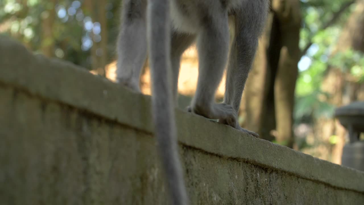 Close Up of a Monkey Walking Along a Wall