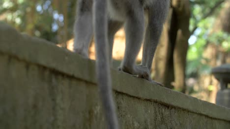 close up of a monkey walking along a wall