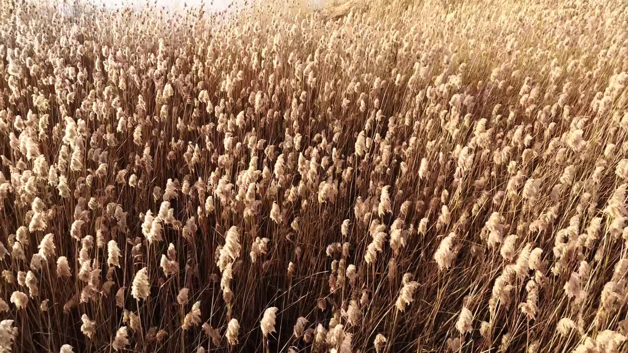 드론 으로 촬영 된 습지