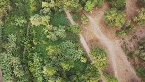 Toma-Aérea-De-Arriba-Hacia-Abajo-De-Un-Bosque-Con-Muchos-árboles-Verdes-Y-Vegetación