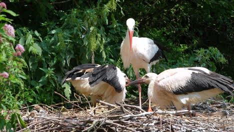 close up showing stork family with young newborn babies resting in nest at wilderness