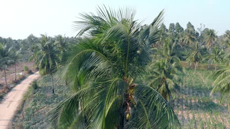 close view from above on palm tree green leaves and blue sky