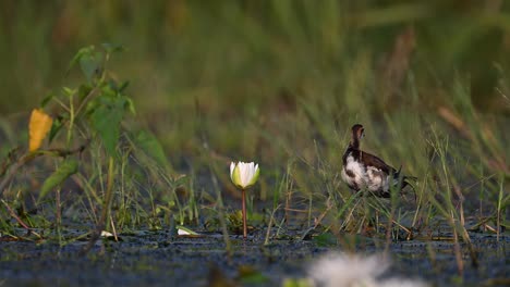 Fasanenschwanz-Jacana-Männchen-Im-Nicht-Brütenden-Gefieder