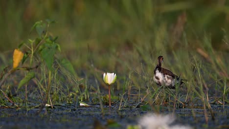 macho de jacana de cola de faisán con plumaje no reproductivo