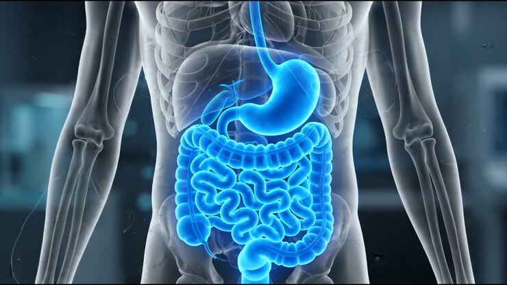 Scansione corporea trasparente interattiva con organi addominali blu e arancioni
