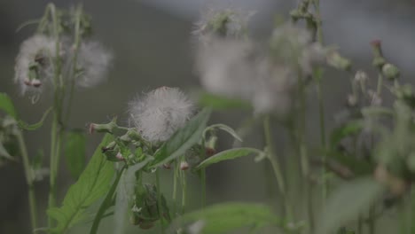 dandelion agriculturist rural and mountain