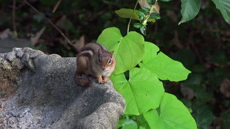 Cute-Chipmunk-Yawning-Perched-on-Outside-Birdbath-with-Blurred-Greenery-Background