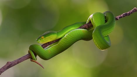 The White-lipped Pit Viper is a venomous pit viper endemic to Southeast Asia and is often found during the night waiting on a branch or limb of a tree near a body of water with plenty of food items