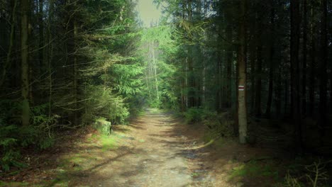 A-walk-in-the-forest-in-the-early-morning-leads-to-the-improvement-of-thoughts-and-mental-health-of-every-person