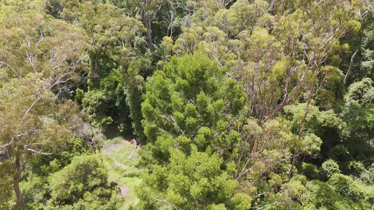 Drone flyover of dense forest and road
