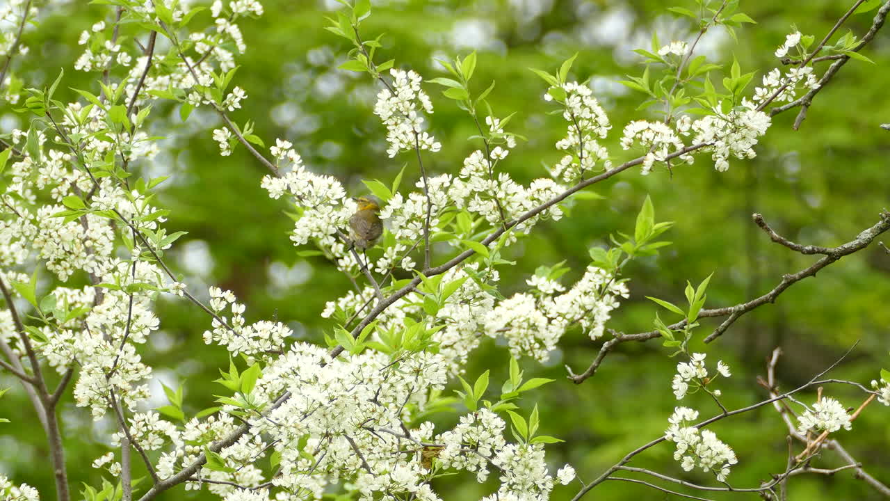 un pájaro primaveral se alimenta de las flores de un árbol durante la migración en ontario, canadá