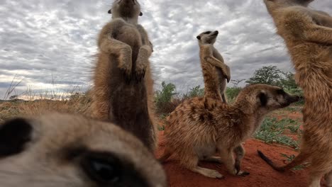 very close-up ground-level perspective of meerkats standing upright on their burrow in the southern kalahari