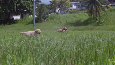 golden retriever puppies running and playing in a large tropical park on a sunny day