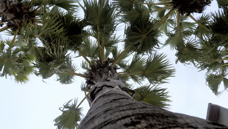 Landscape of sugar palm tree view against to sky