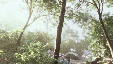 Late-summer-sunlight-breaking-through-the-trees