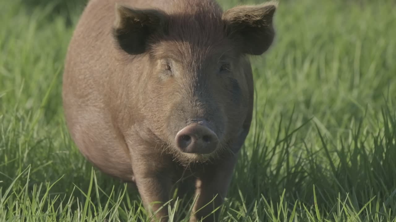 Fat, brown, happy, free range pig walking through luch, green grass.