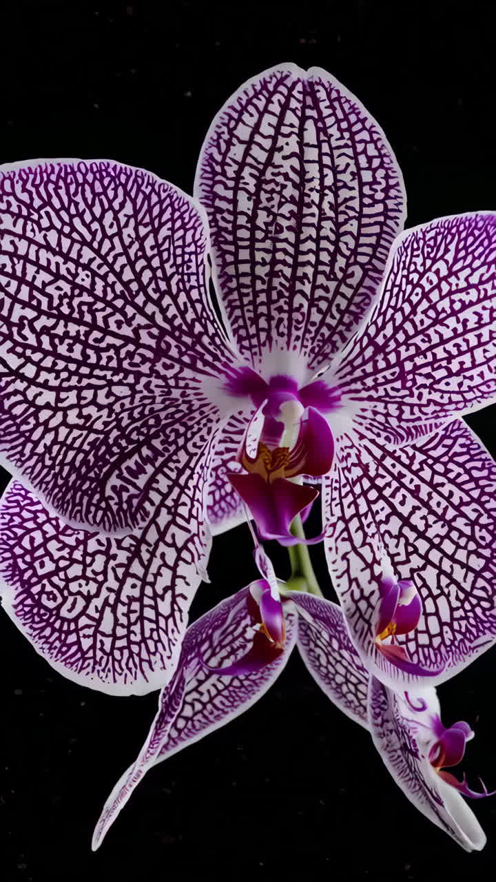 Close-up of a Purple and White Orchid