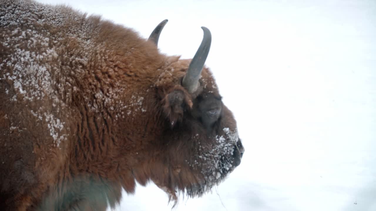 joven bisonte europeo bonasus porthrait cubierto de nieve con fondo blanco en el bosque de bialowieza, polonia