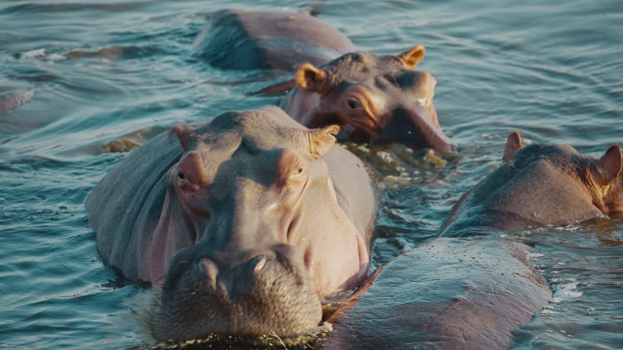 Tight group of hippos in the river in Gonarezhou National Park, Zimbabwe, focusing on one central hippo 01