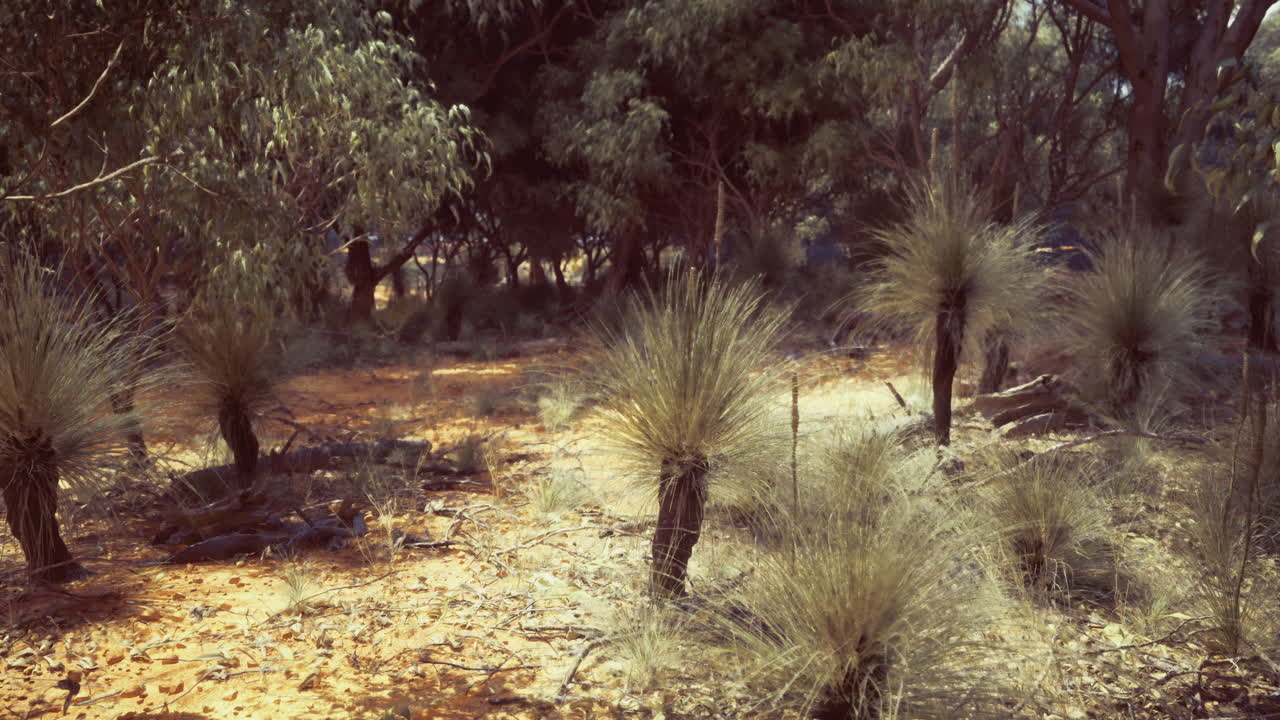 vibrantes árboles de hierba floreciendo en un paisaje australiano salpicado de luz solar