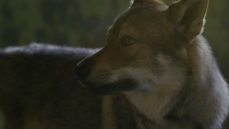 Wolf yawns, gasps, looks on the side
