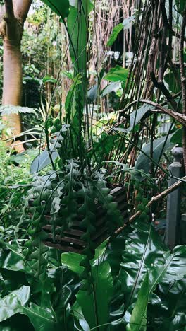 hanging cactus plant in a tropical garden