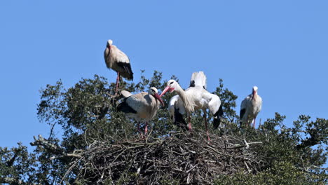 Weißstorchpaar-Balzt-Auf-Dem-Nest-Und-Zeigt-Mit-Schnabelklappern