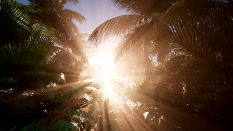 sunset beams through palm trees