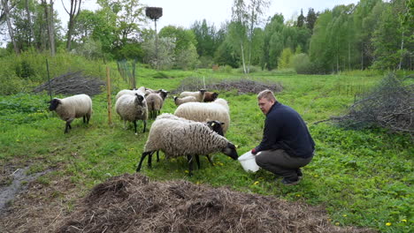 curious sheep look into sheepherders bucket while he