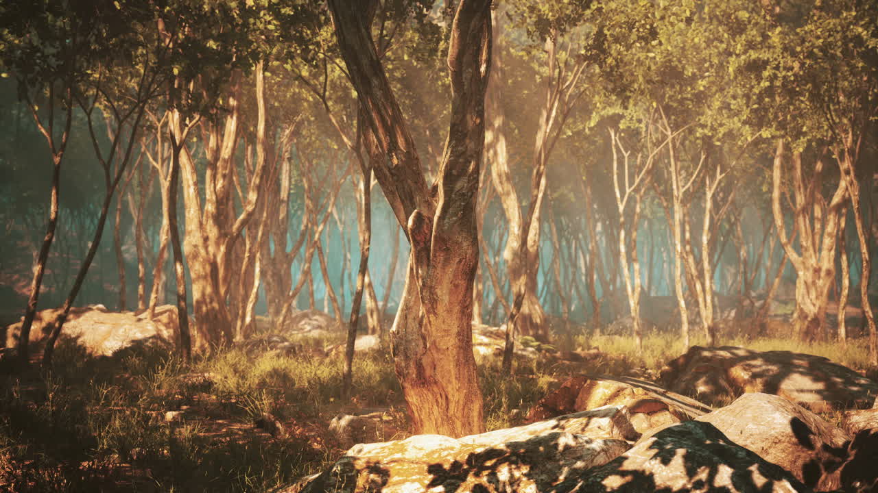 wilderness landscape forest with trees and moss on rocks