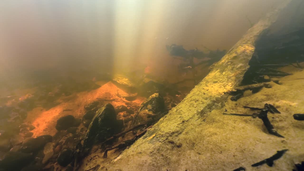 Freshwater pearl mussels half-buried (Margaritifera margaritifera) in a river bed. Estonia.