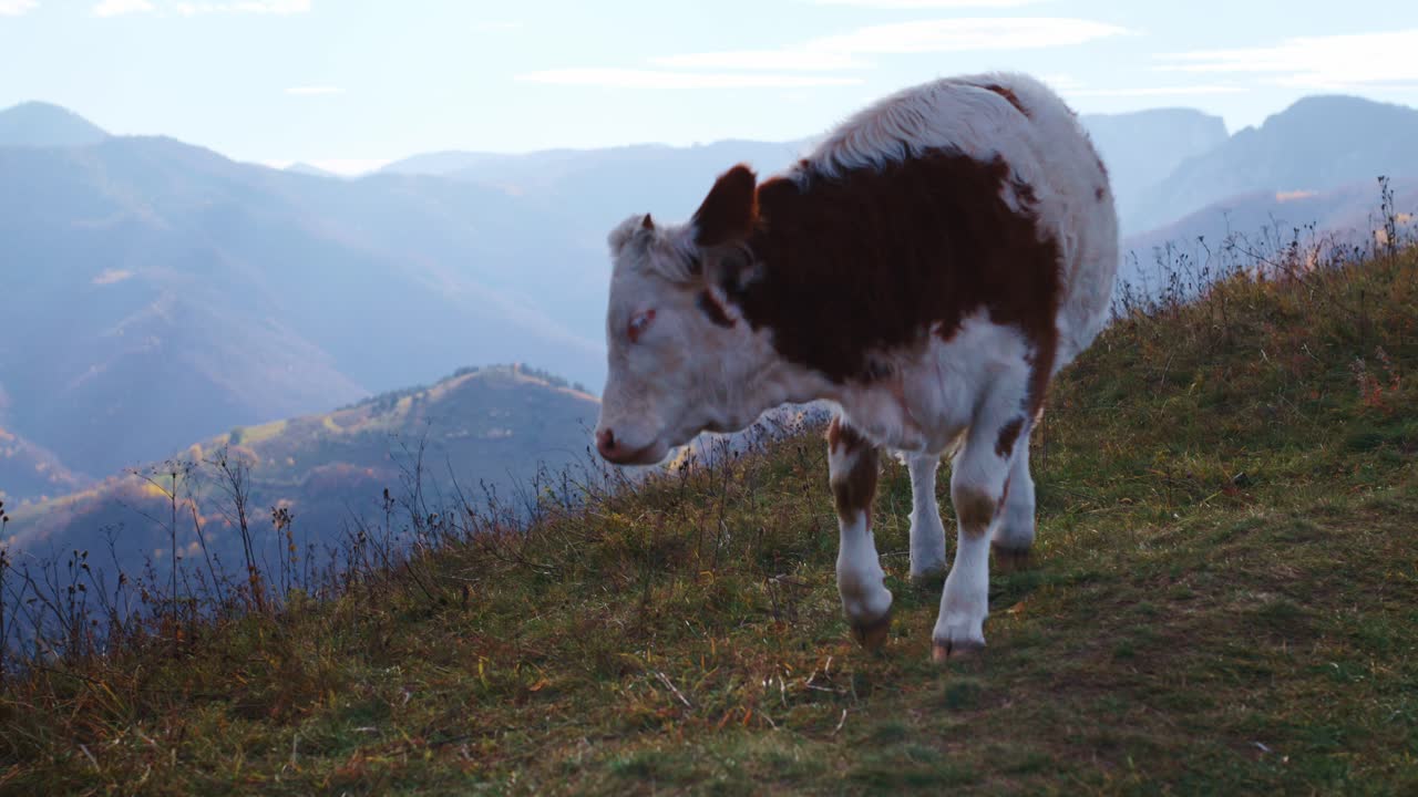Static medium shot of a young brown and white calf looking directly at the camera, then turning to graze on a grassy mountain hillside with a majestic, hazy autumn background