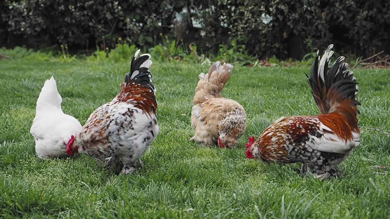 Four Chickens in a Garden