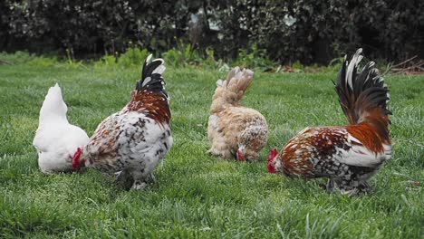 four chickens in a garden