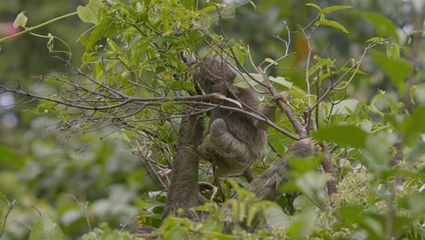 Three-toed-sloths-in-their-natural-habitat-on-the-lush-Caribbean-coast-of-Costa-Rica,-camouflaged-among-green-foliage