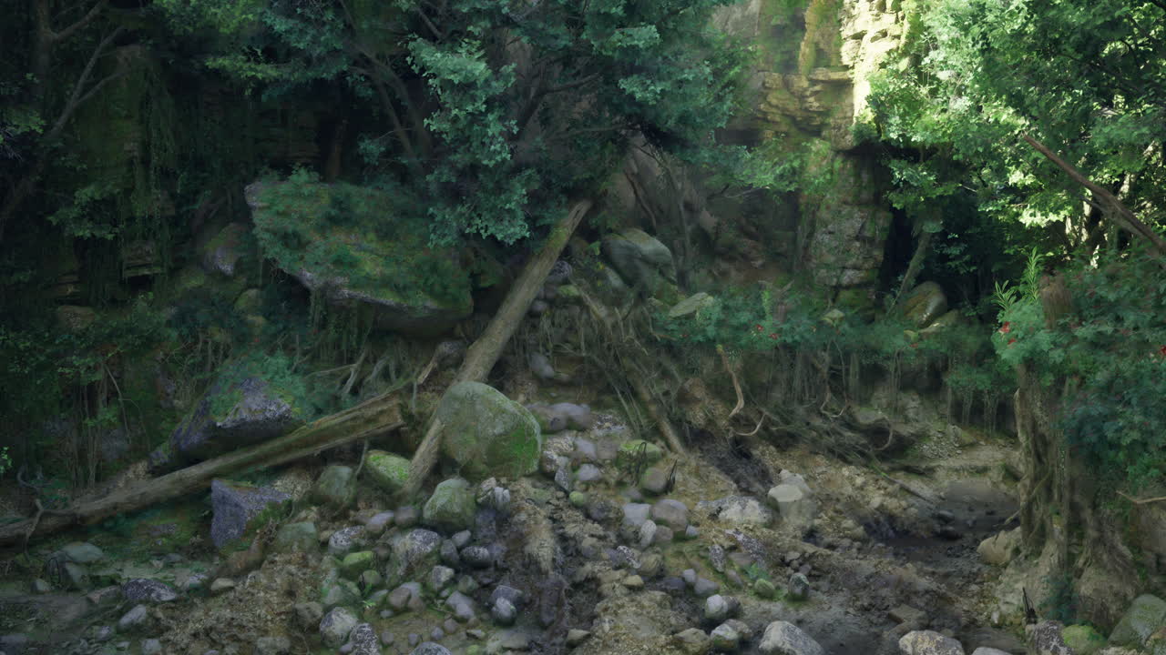 Lush forest landscape with rocks and exposed roots during daylight hours