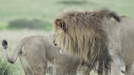 Pareja-De-Leones-Durante-El-Cortejo:-Machos-Flehmens,-Levanta-El-Labio-Superior-Para-Analizar-La-Fertilidad-De-La-Hembra,-Gotea-Saliva,-Olfatea-La-Orina-De-La-Leona-Mientras-La-Hembra-Espera-En-Segundo-Plano