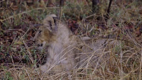 Cachorro-De-León-Bebé-Tendido-En-La-Hierba-En-Sudáfrica,-Escondiéndose-De-La-Lluvia