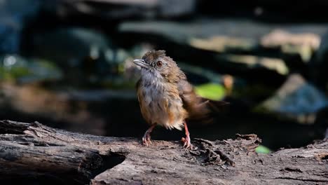 The-Abbot’s-Babbler-is-found-in-the-Himalayas-to-South-Asia-and-the-Southeast-Asia