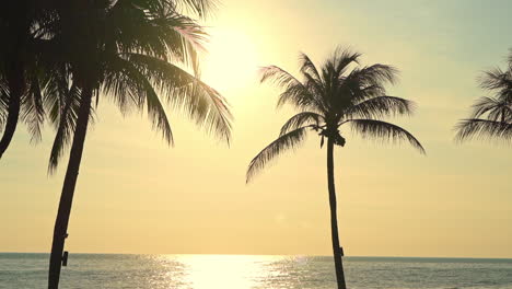 magical morning sunlight above calm tropical sea, silhouettes of coconut trees
